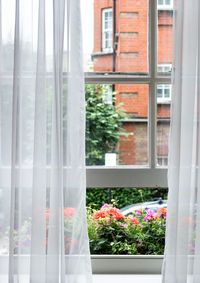 Close-up of pink flowers on window sill