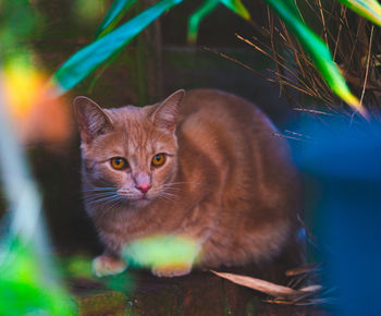 Portrait of cat on plant