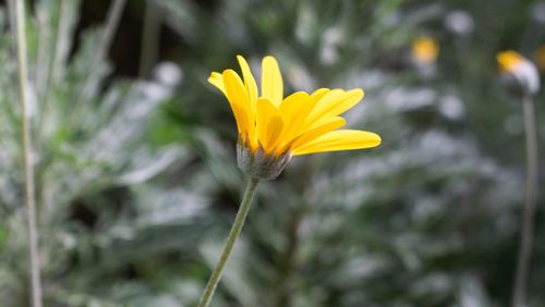 Close-up of yellow crocus blooming outdoors