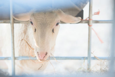 Close-up of sheep 