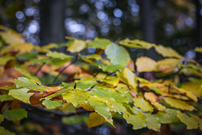 Close-up of maple leaves during autumn