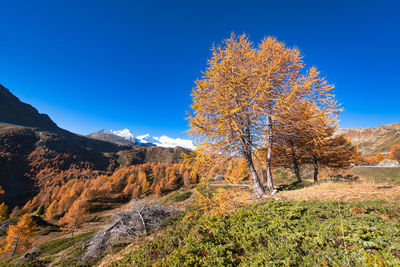 Plants growing on land against sky during autumn