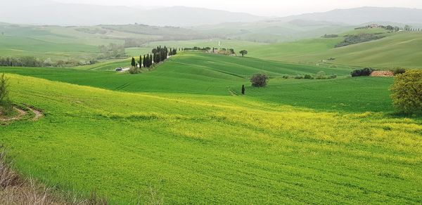 Scenic view of agricultural field