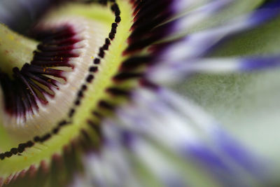 Macro shot of purple flowering plant