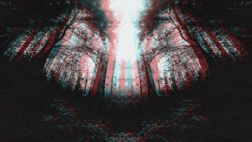 Low angle view of trees in forest