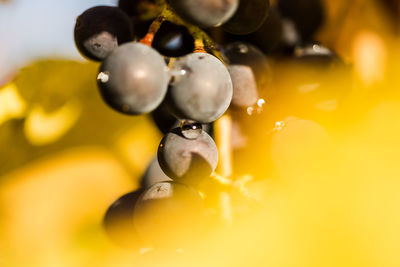 Close-up of fruits on fruit