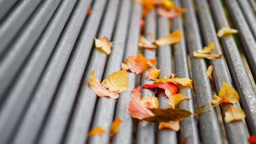 High angle view of orange leaves on wood