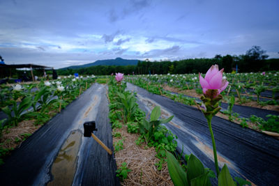 Scenic view of agricultural field against sky