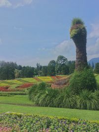 Scenic view of grassy field against sky