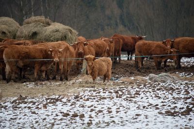 Herd of strong north cows in a snowy  field, resistant animals