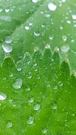 Full frame shot of raindrops on leaf