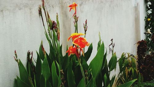 Close-up of flowers blooming outdoors