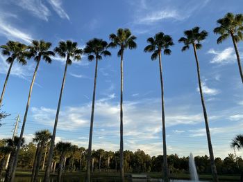 Row of tall palm trees blue sky