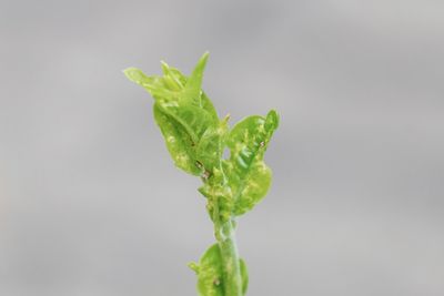 Close-up of plant over white background