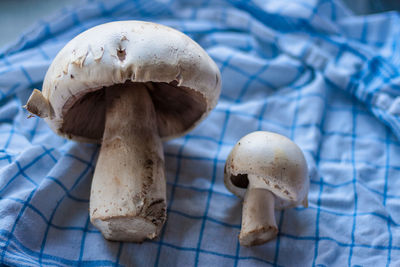 Close-up of mushrooms