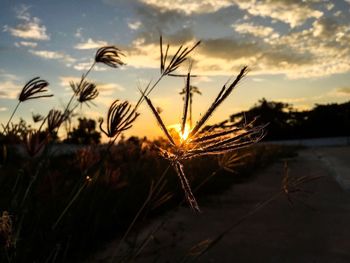 Close-up of wheat growing on field against sky at sunset