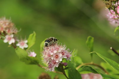 Close-up of bee pollinating on pink flower