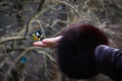 Close-up of hand holding bird