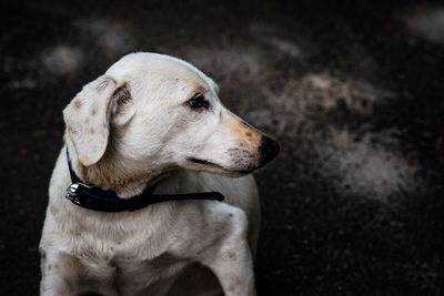 Close-up of dog looking away