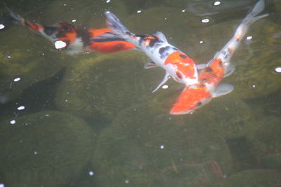 Close-up of koi fish in water