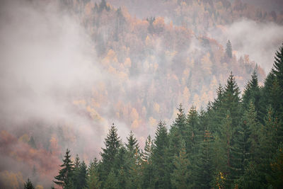 Panoramic view of pine trees in forest