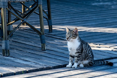 Portrait of cat sitting on boardwalk