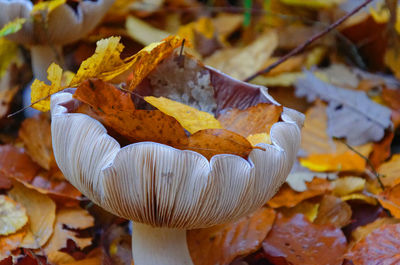 Close-up of mushroom