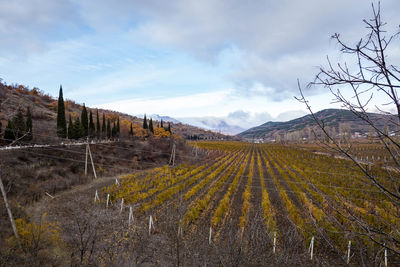 Scenic view of vineyard against sky
