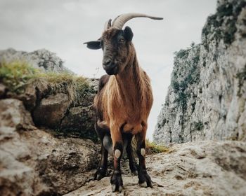 Horse standing on rock