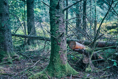 Trees growing in forest