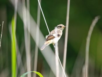 Close-up of cute small bird perching