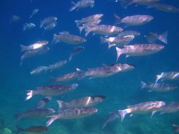 Fish swimming in water