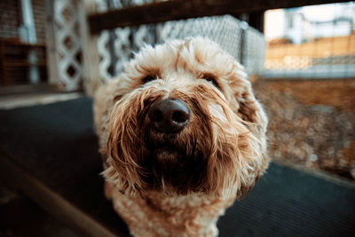 Close-up portrait of dog outdoors