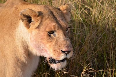 Close-up of lion