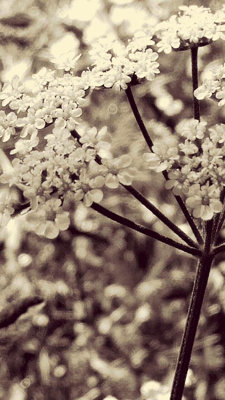 CLOSE-UP OF PLANT AGAINST THE SKY