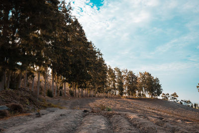 Trees growing on road in forest against sky