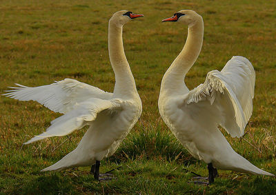 View of swans on field