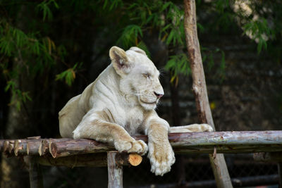 Lion relaxing on tree