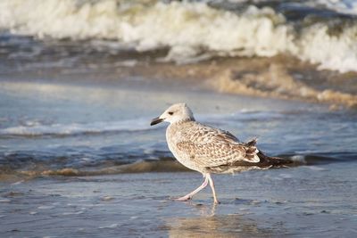 Seagull perching on a beach