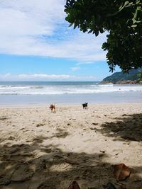 Scenic view of beach against sky