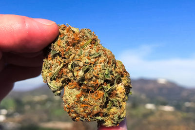 Close-up of hand holding marijuana against mountain