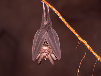 Large-eared horseshoe bat - rhinolophus philippinensis in a cave, gunung mulu, borneo