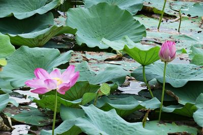 Close-up of pink lotus water lily in pond