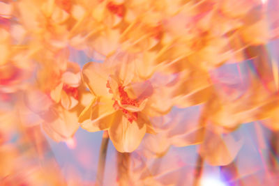 Flowers on a holographic background. the koleidoscope effect. bouquet of daffodils.