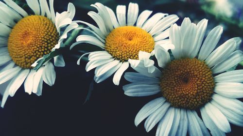 Close-up of white daisies blooming outdoors