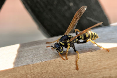 Close-up of wasp on wood