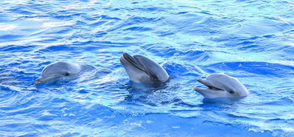 Dolphins swimming in sea