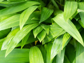 Full frame shot of green leaves