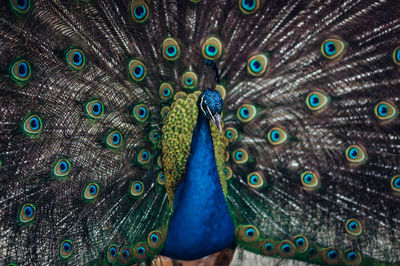 Close-up portrait of peacock