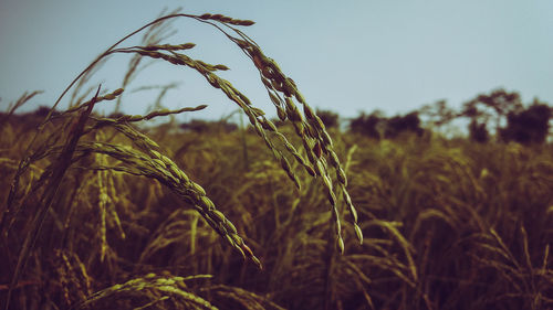 Close-up of stalks in field against sky